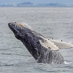 Humpback whale calf