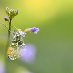 Orange tip