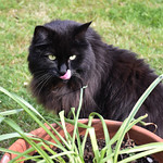 Relaxing in the garden after the lunch