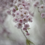 Enchanting Weeping Beauty