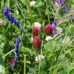 Wildflowers near Beverston