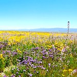Panorama of the Plains