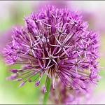 The Colour Purple ..