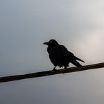On a sunny winter evening at our garden, fluffed up juvenile Raven perched on a high wire eagerly awaits a feed from parents. Common ravens can live up to 21 years in the wild. Uncropped image