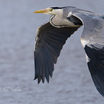 Heron