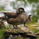 Mother Wood Duck