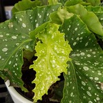 Angel Wing Begonia Leaves