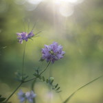 Секироплодник пёстрый