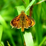 Large Skipper