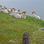 11 Dall Rams & My Hiking Boot