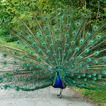 Berlin, Pfaueninsel: Um dem Namen der Insel gerecht zu werden, begr&uuml;&szlig;t uns ein Pfau am Rosengarten und schl&auml;gt ein Rad - Berlin, Peacock Island: To honour the island's name, a peacock receives us at the rose garden displaying its tail feathers