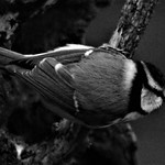 Eurasian Blue Tit (Cyanistes Caeruleus)