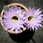 midnight magic 26/52