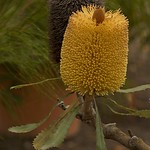 Banksia media 📷 (botanical portrait)