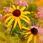 Black-eyed Susan