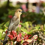BOAT TAILED GRACKLE (F) ( Explore 20.07.2023 )