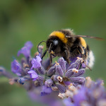 Bumblebee (Explored)