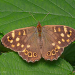 IMGP0403 Speckled Wood - Pararge aegeria