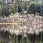 Reflections; Loch Eck, Argyll, Scotland.