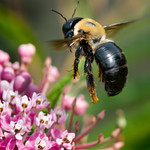 Flight of the Bumblebee