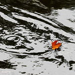 The First Contenders