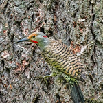 Flicker