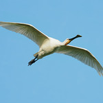 L&ouml;ffler - Spoonbill