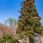 Le petit moulin et son arbre / The little mill and its tree