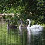 ~ Mute Swans ~