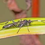Ichneumon Wasp.