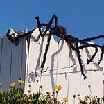 Creepy crawler caught climbing