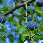 PRUNUS SPINOSA - SCHLEHDORN