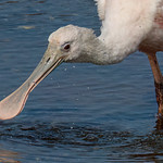 1.02246 Spatule ros&eacute;e / Platalea ajaja / Roseate Spoonbill