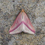 1716 Vestal (Rhodometra sacraria)