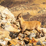 Wilder Steinbock - Junge