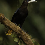 Ol' Blue Eyes is back