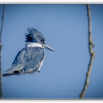 BeltedKingfisher_13