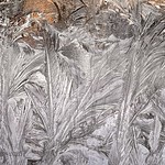 Frost Feathers