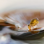 A la claire fontaine...........