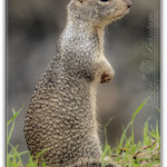 GroundSquirrel_14