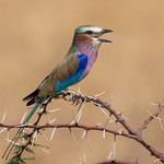 Lilac-breasted Roller - Coracias caudatus