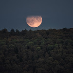Dark forest with moon