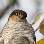 Portrait of Male Sparrow Hawk