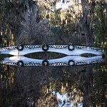 Magnolia Plantation and Gardens, Charleston