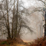 Misty Morning on Bookham Common #2