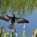 Anhinga drying its wings along Lake Level Road