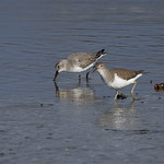 B&eacute;casseau variable & chevalier guignette