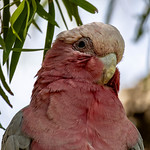 Australian Galah