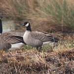 Canada Goose & Richardson's Cackling Goose.