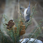 Diametrically Opposed (foes)